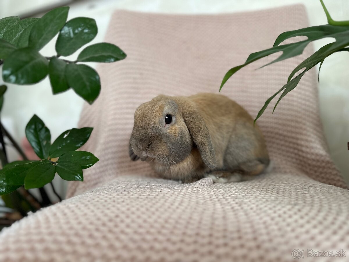 🩷Minilop zakrsly kralik 🐰🩷 - 3