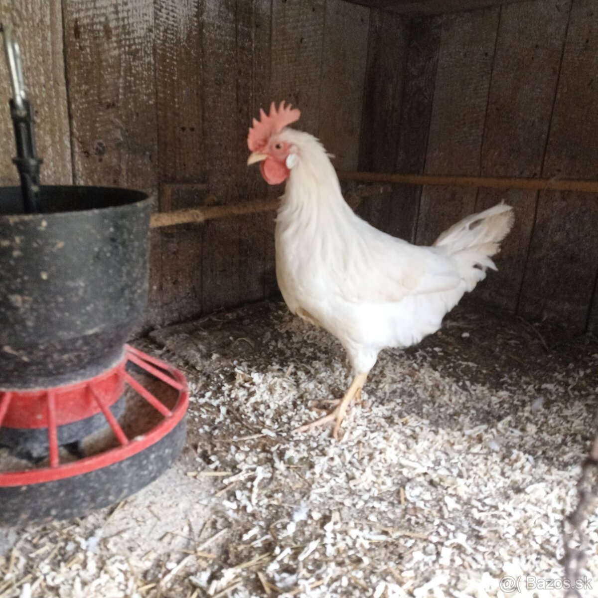 Ponúkame kohúty - 3