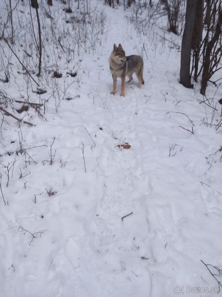 Československý vlčiak - 3