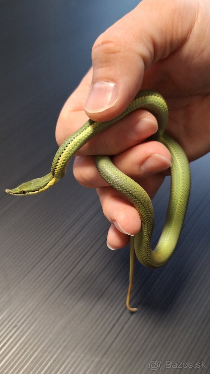 Philodryas baroni - 3