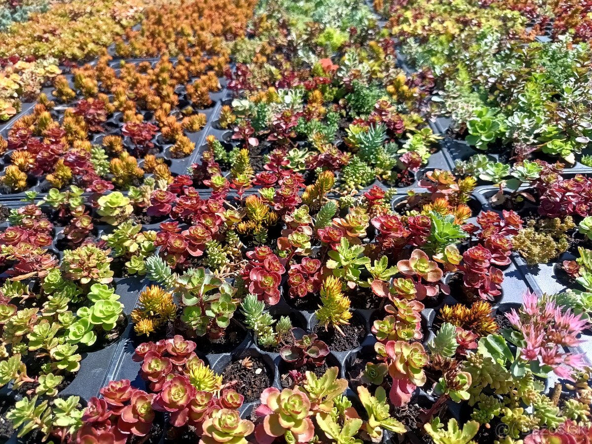 Rozchodniky,sedum,skalnicky,zelená strecha,skalka,suchýmurik - 3