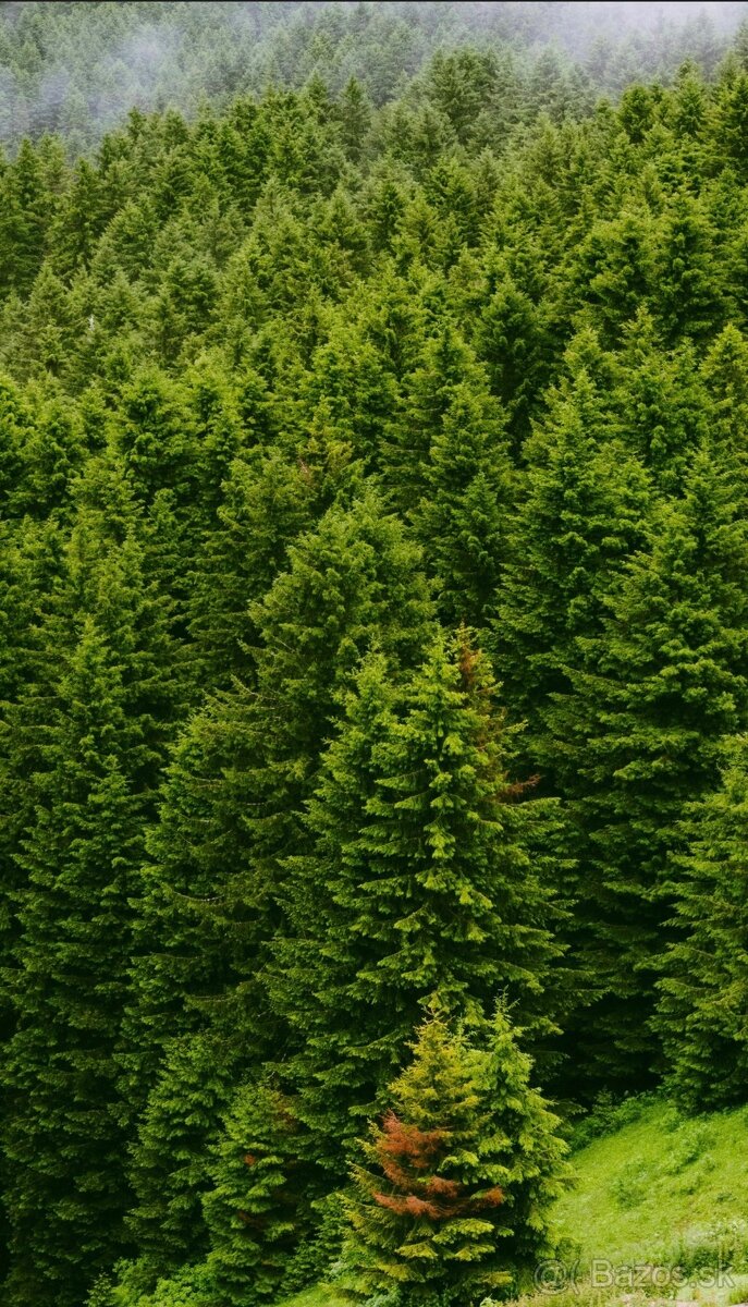 Mam záujem o hličnatý les. - 3