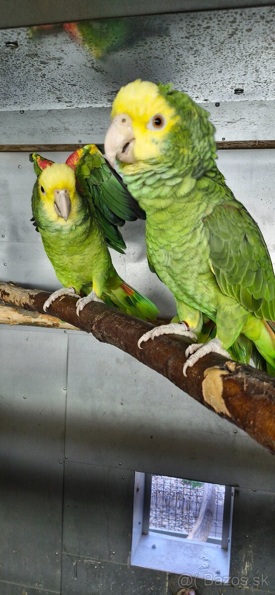 Amazoňan oratrix - 3