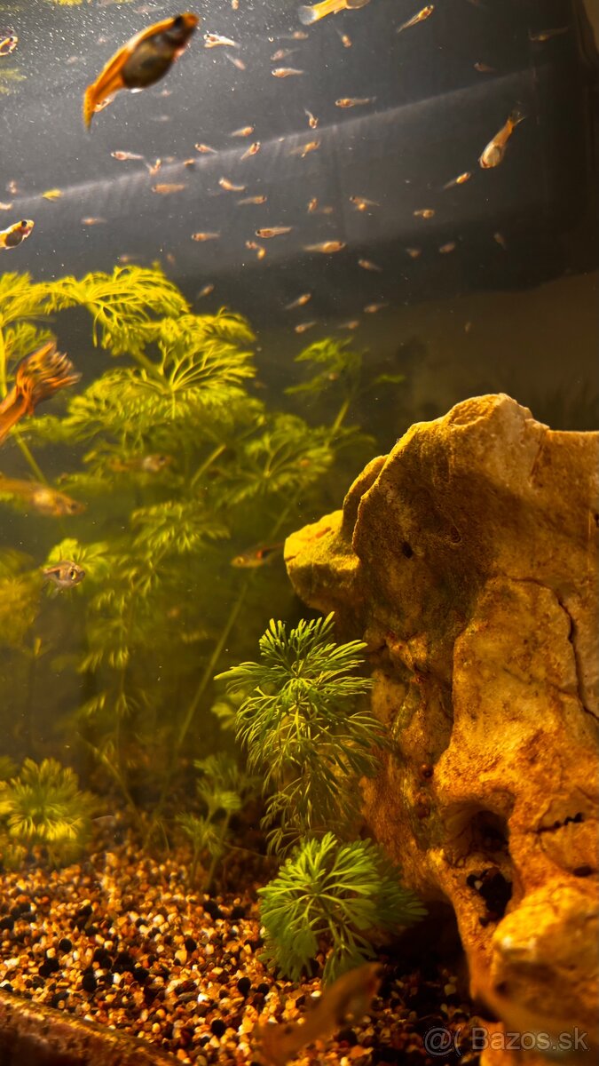 Gubky / Gupky na predaj - 3