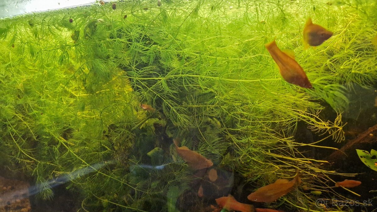 Darujem ,plávajúce rastlinky rožkatec - 3