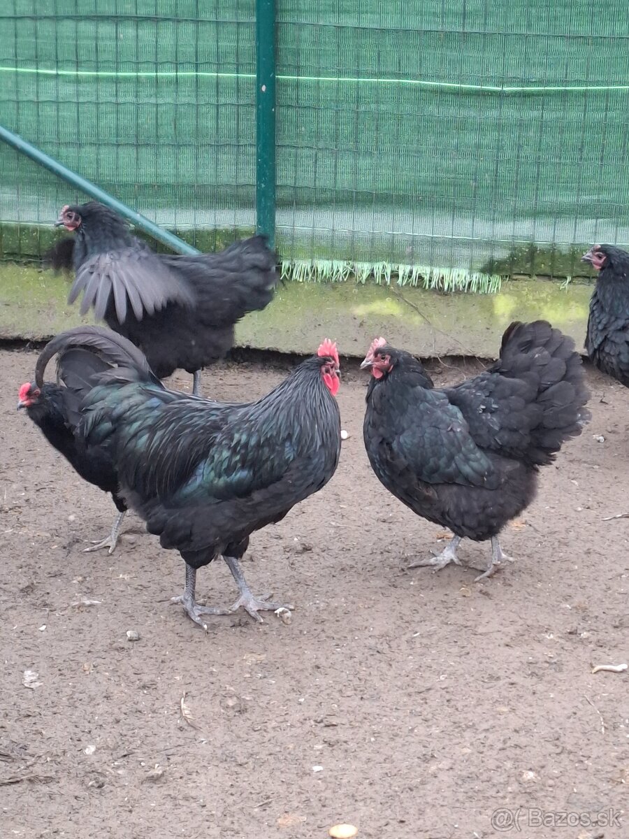 Australorpka cierna - 3