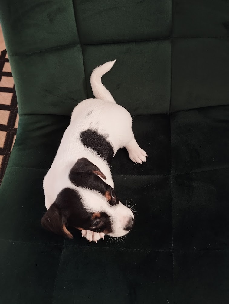 Jack Russel terier - 3