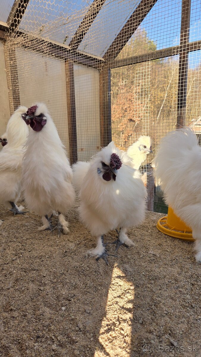 Hodvabnička - kohúty - 3