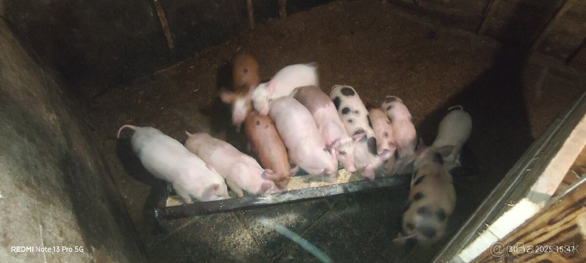 Predám odstavcata - 3