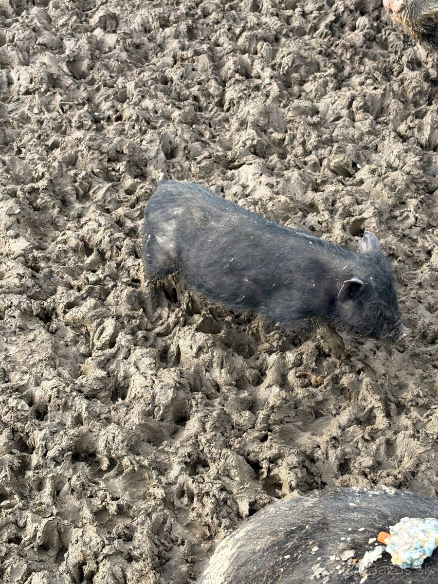 Predam vietnamske prasata - 3