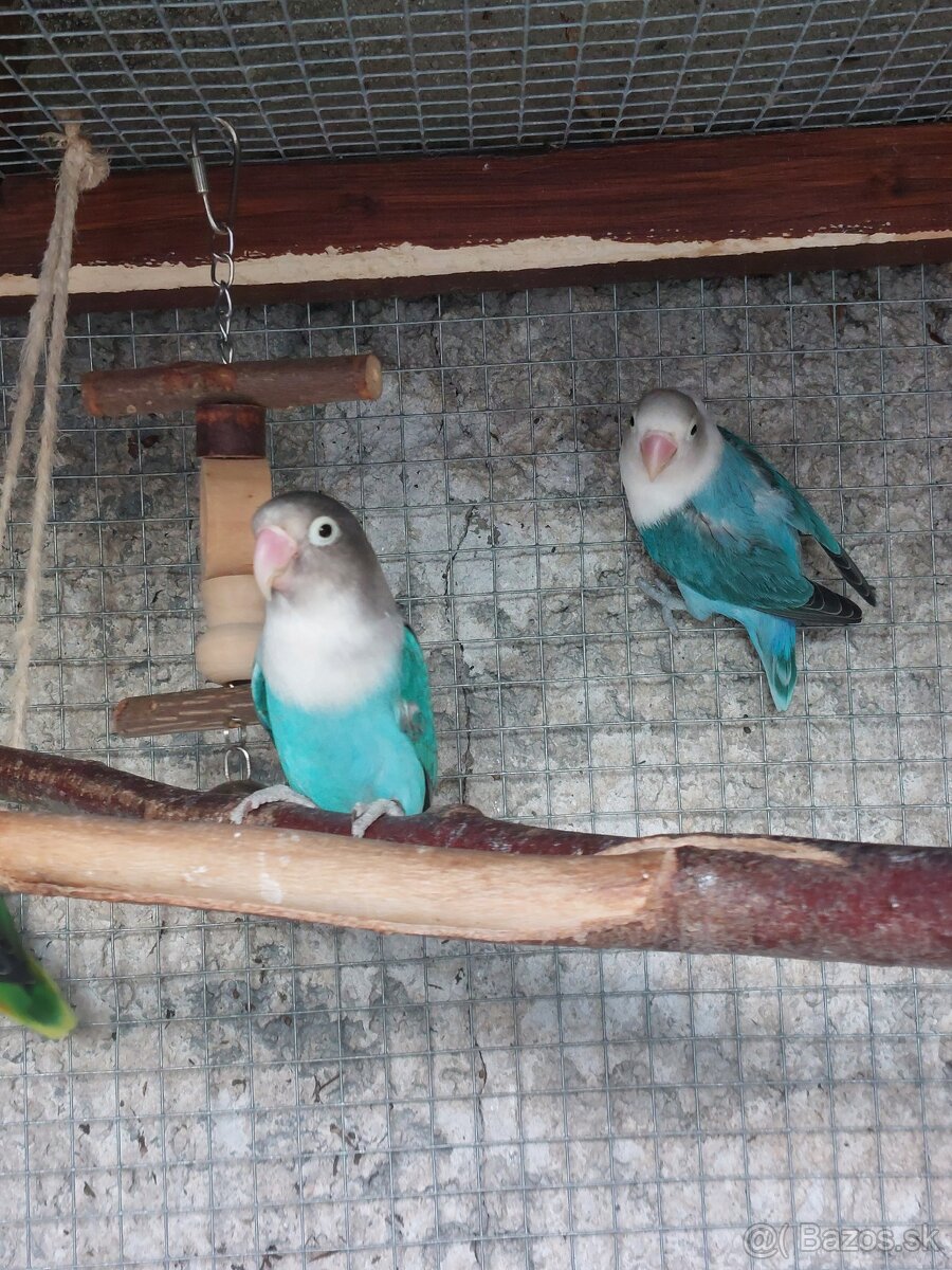 Agapornis fisher - 3