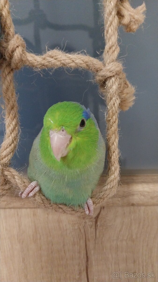 Predávam Forpusy - 3