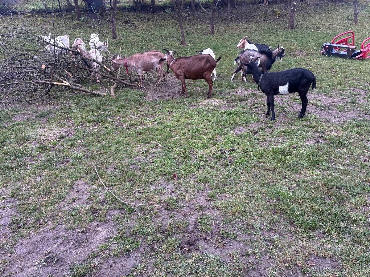 Predám dojné kozi - 3