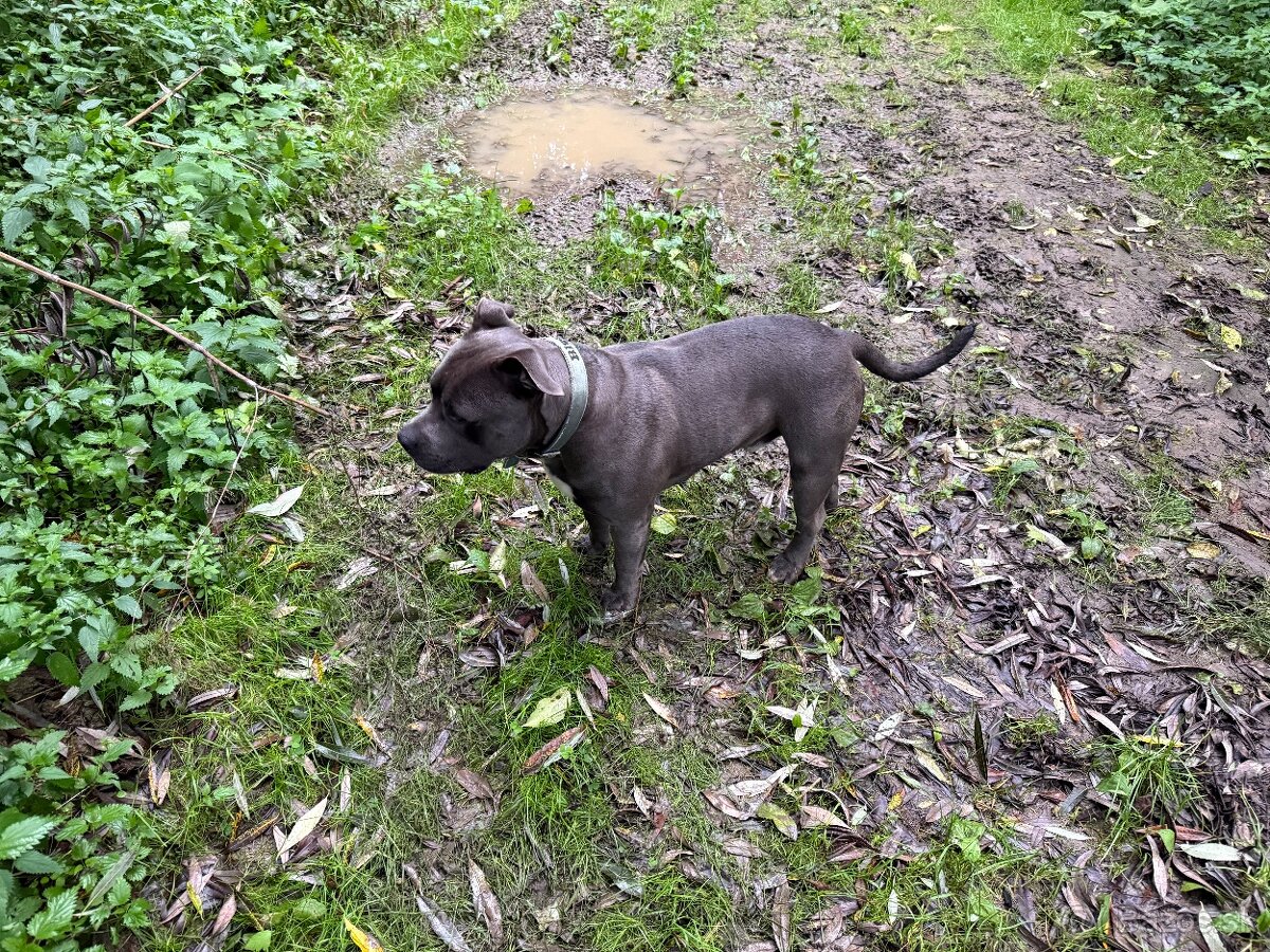 Modry Stafford na krytie - 3