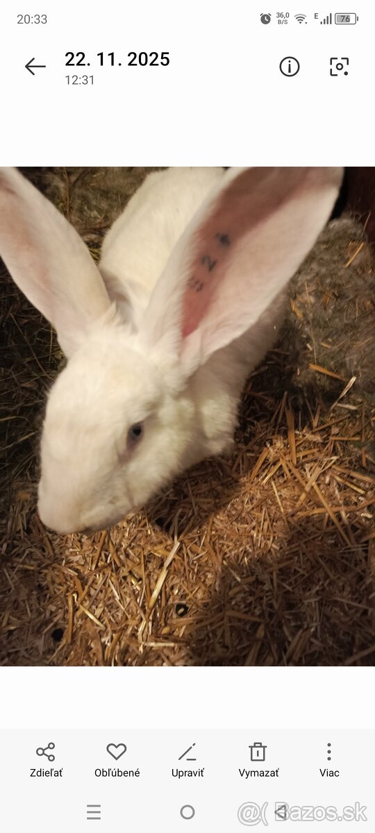 Drínovsky Biely Králik Modrooký - 3