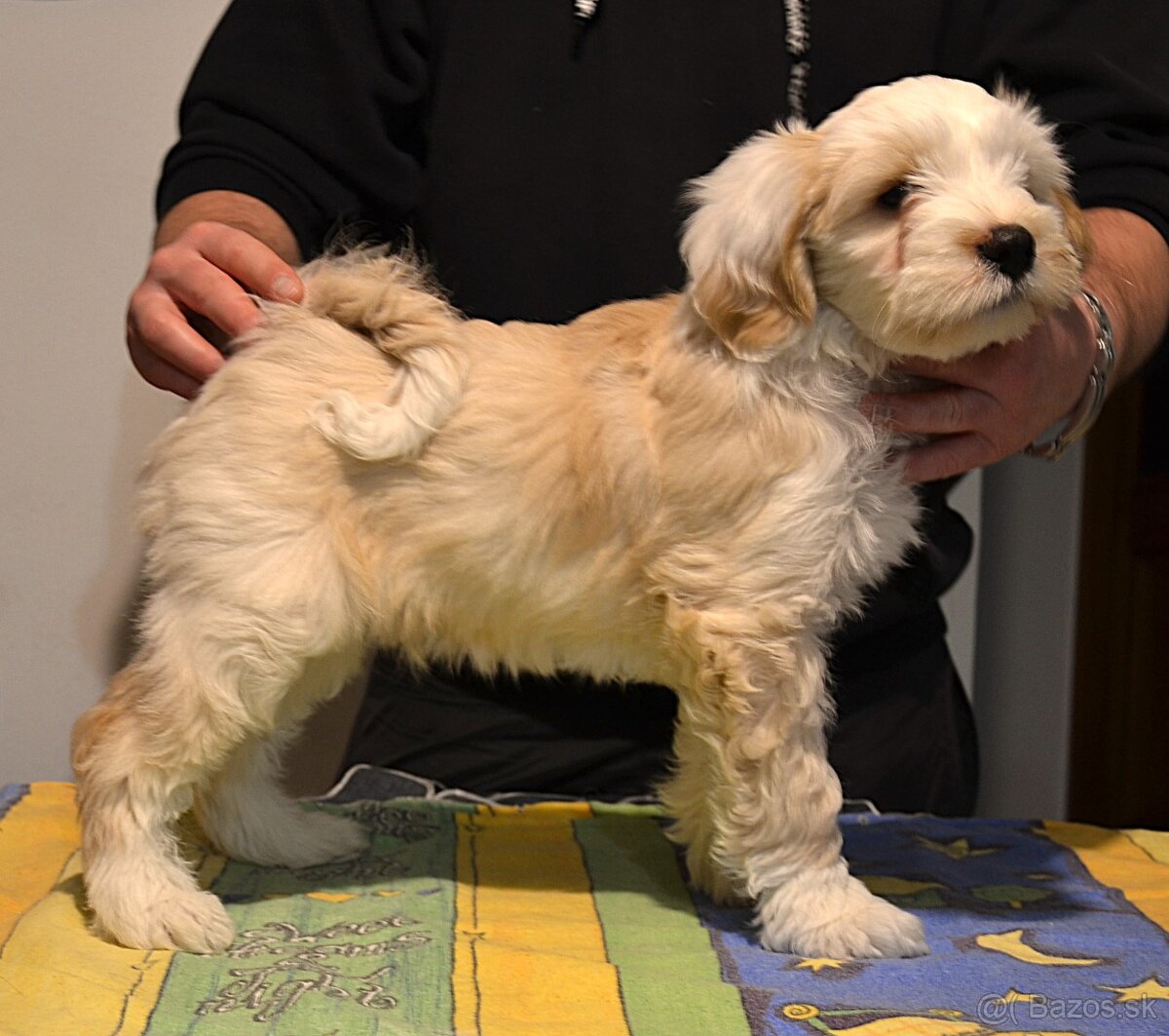Tibetský teriér - 3