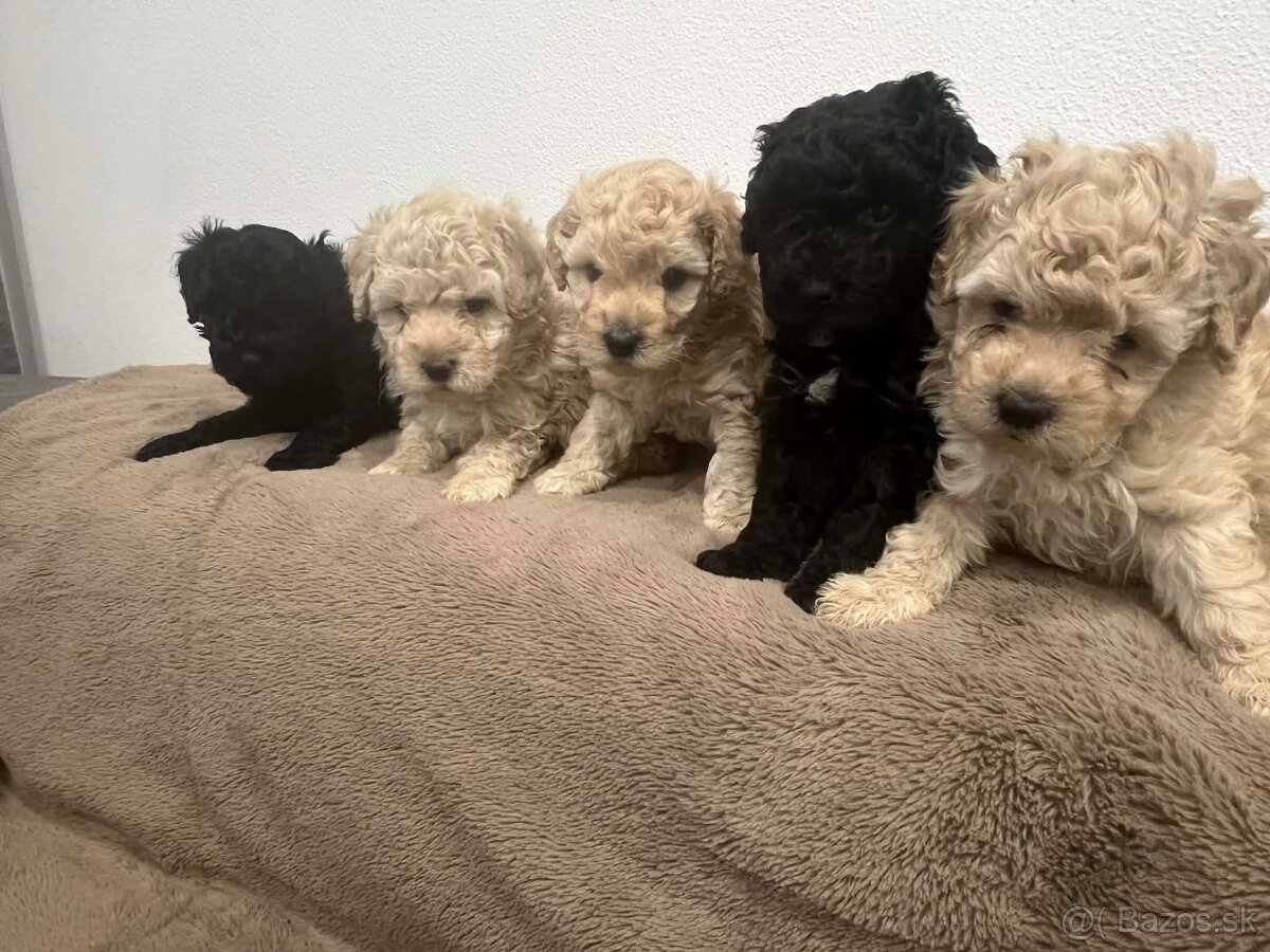 Pudel Trpasliči - 3