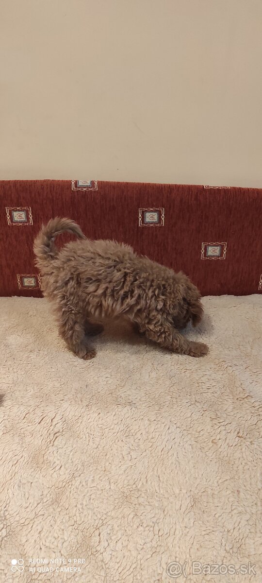 Pudel Trpaslíči - 3