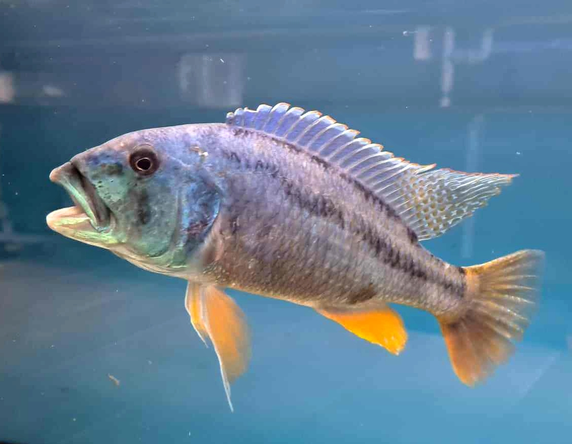 Aristochromis christyi - 3