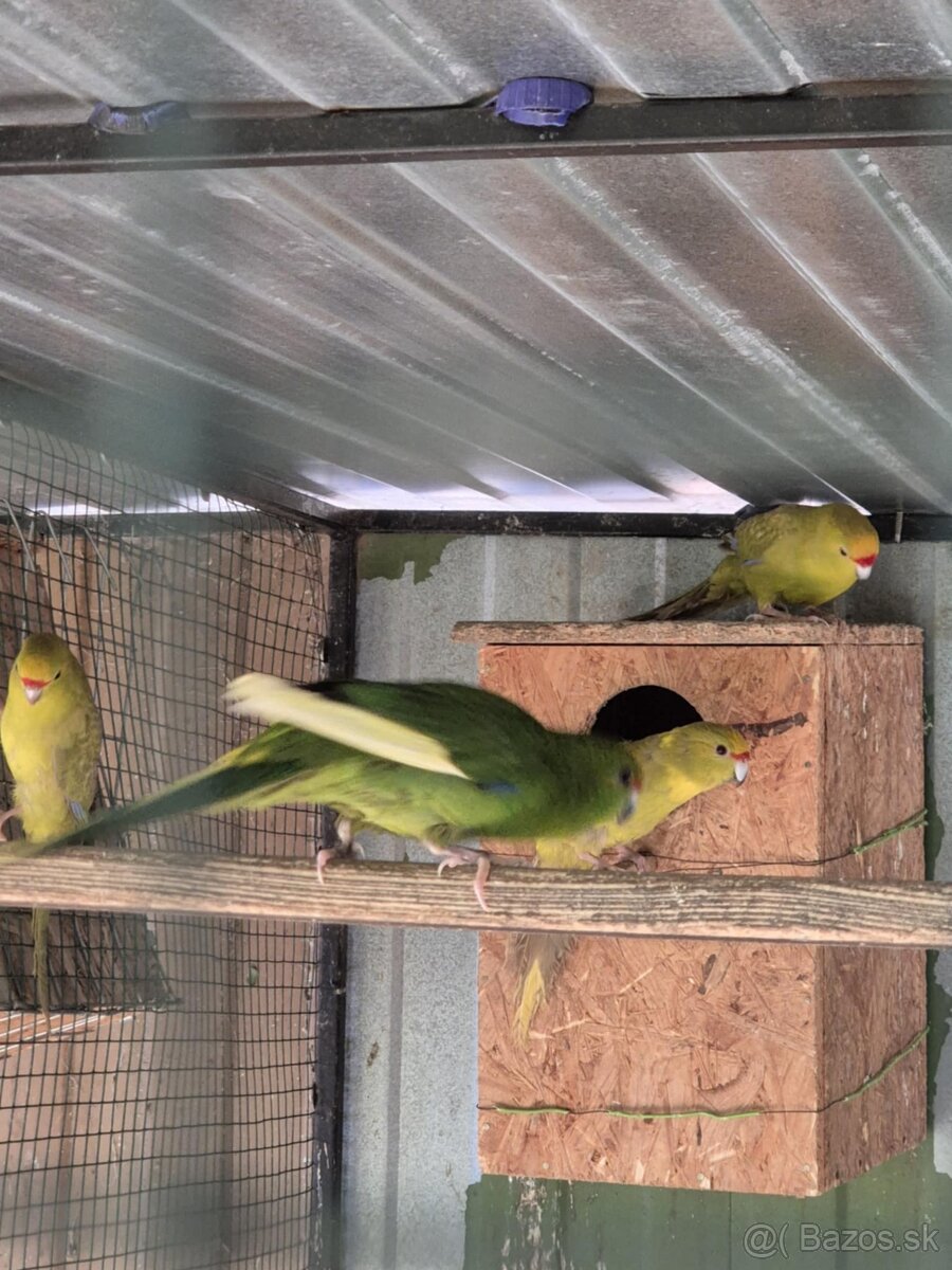 Kakariki žltočelý- tohtoročné odchovy - prípadne vymením - 3