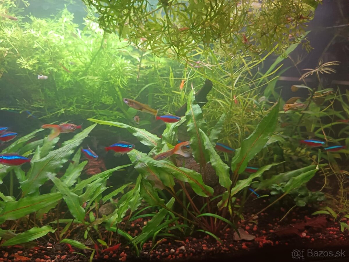 Akvarijné rastliny - 3