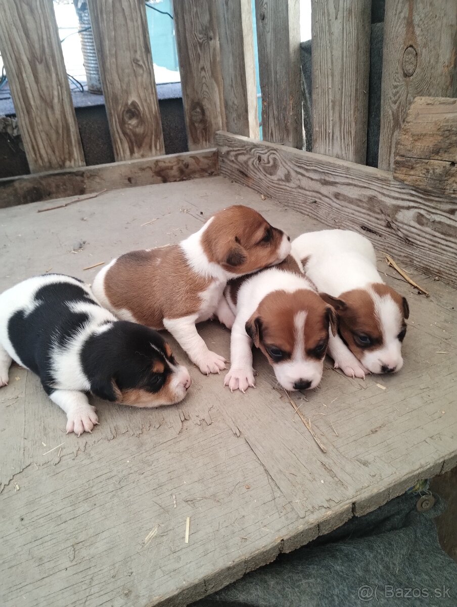 Jack Russel terier - 3