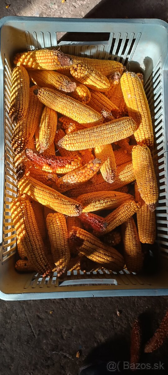 Jačmeň, kukuricu. - 3