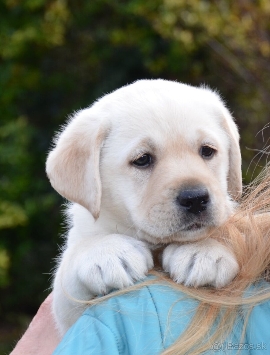 Labrador retriever šteniatka s PP - 3