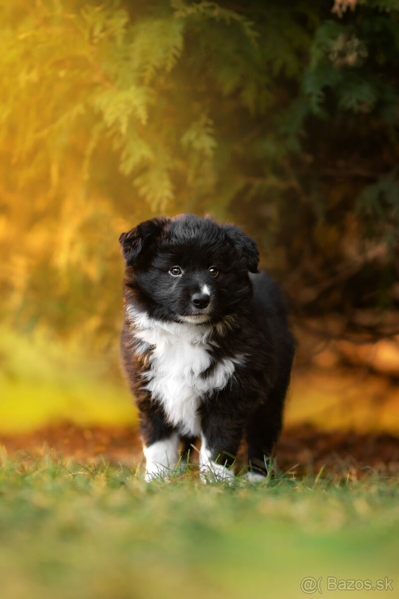 Border Collie S PP - 3