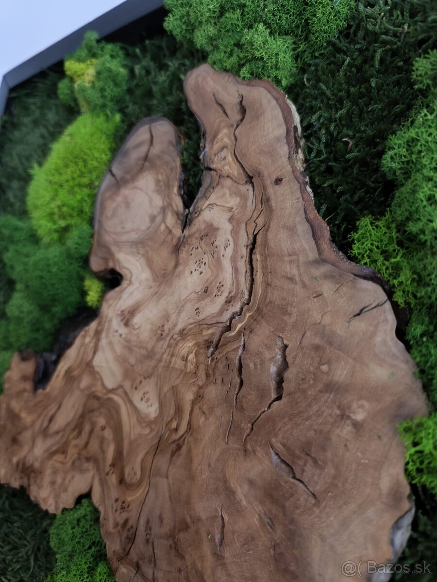 Machový obraz OLIVA - 3