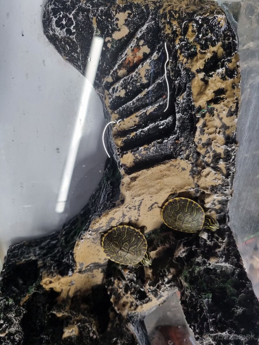 Vodná korytnačka - 3