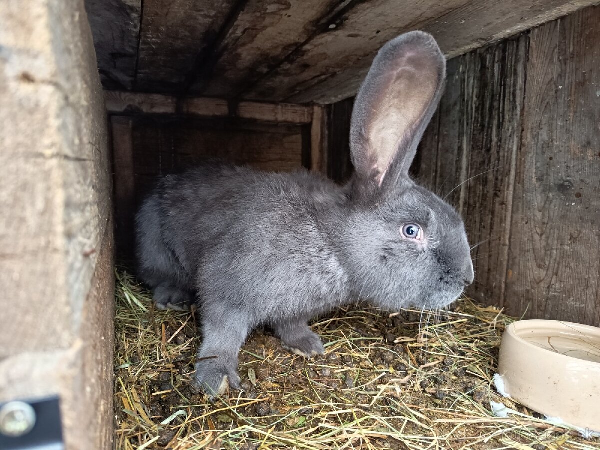 Nemecký obrovity strakac - 3