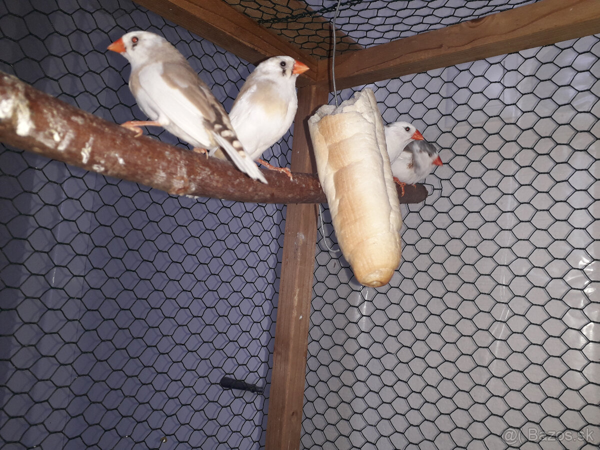 predám zebričky a andulky - 3