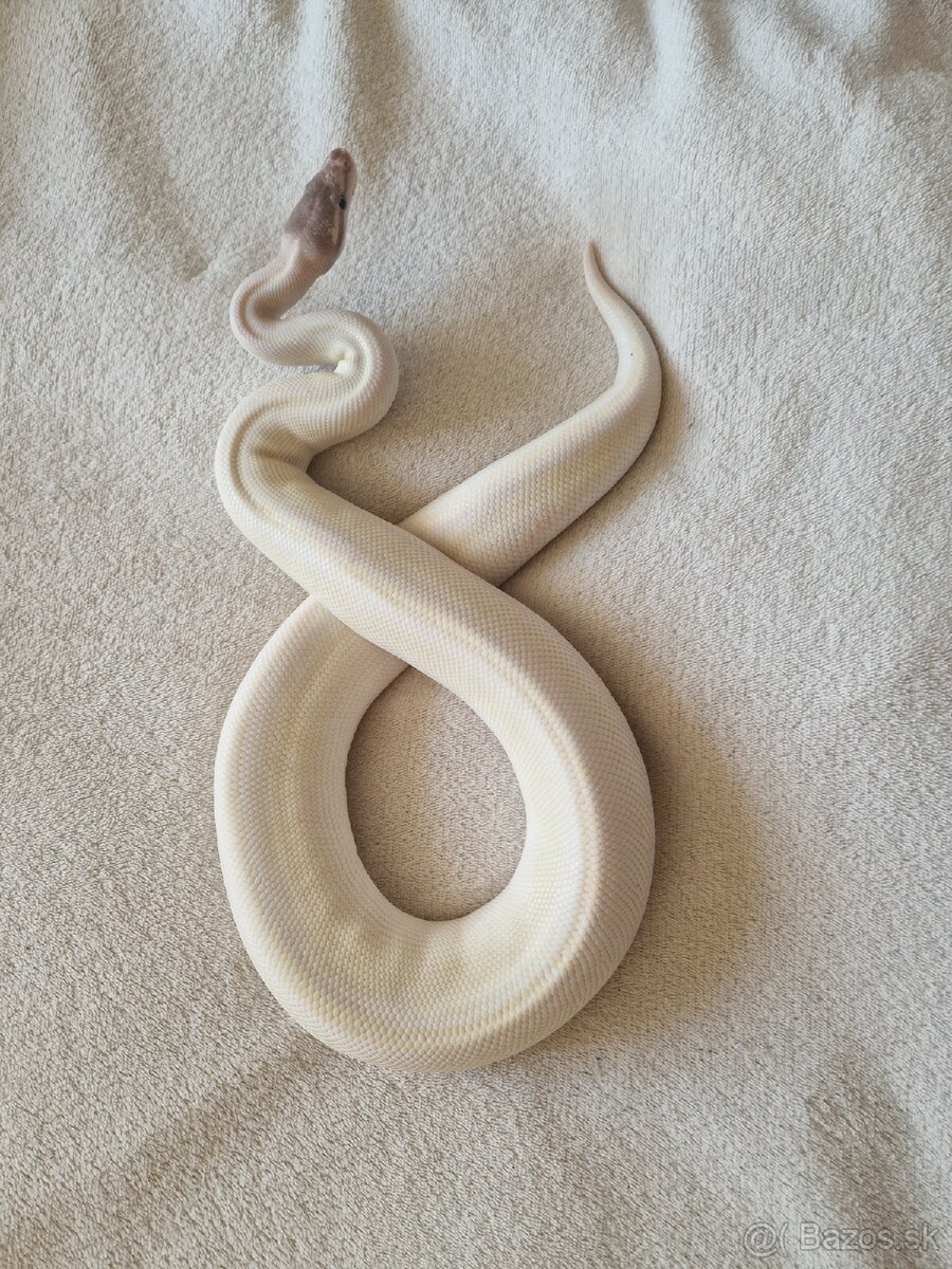 Pytón Kráľovský - 3