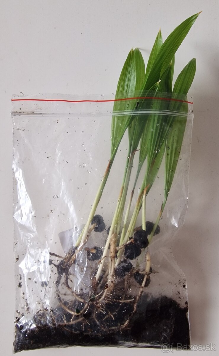 Sadenice mrazuvzdornej palmy Trachycarpus fortunei - 3