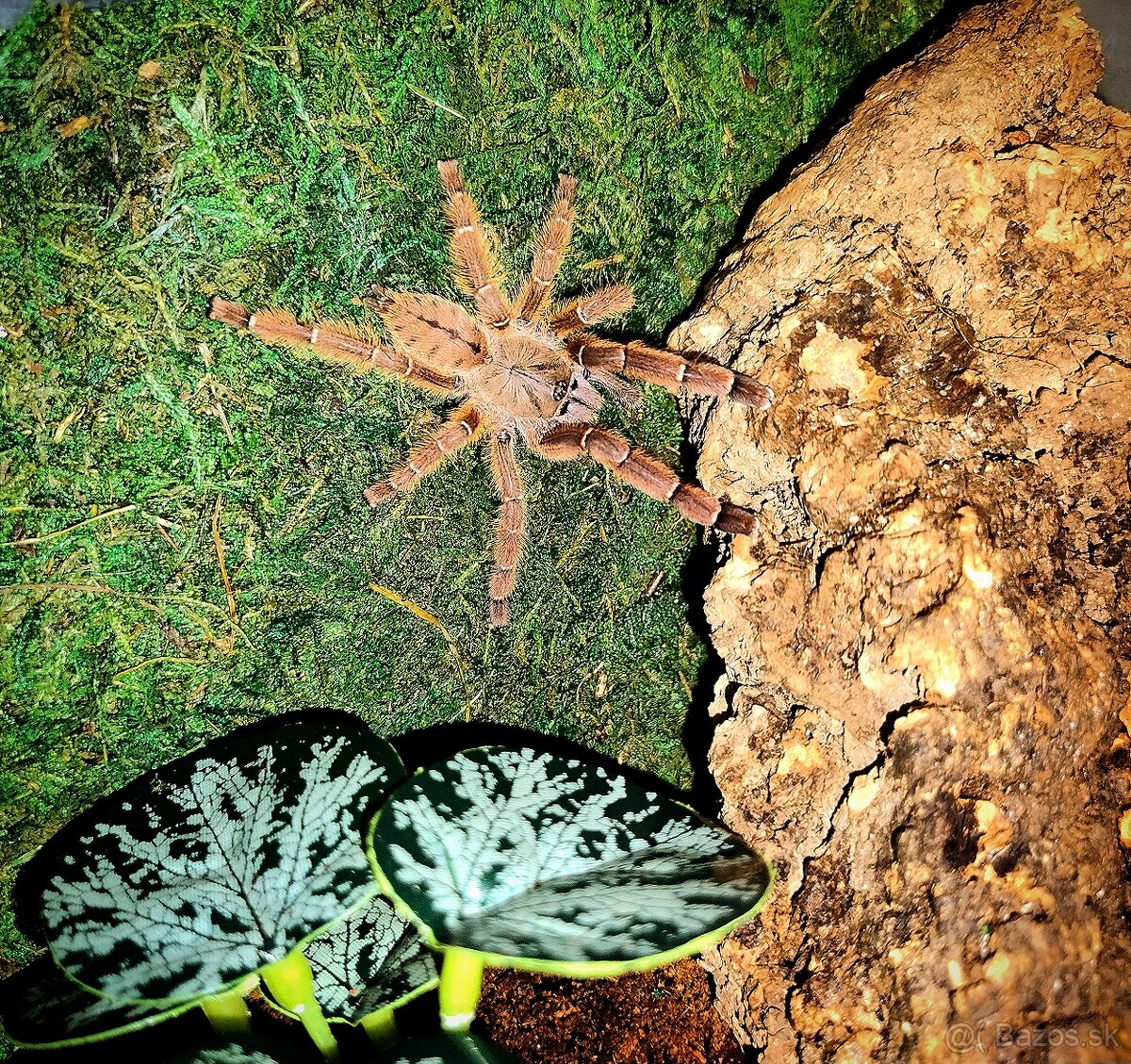 Pavúk, Vtáčkar , Tarantula , Terárium - 3