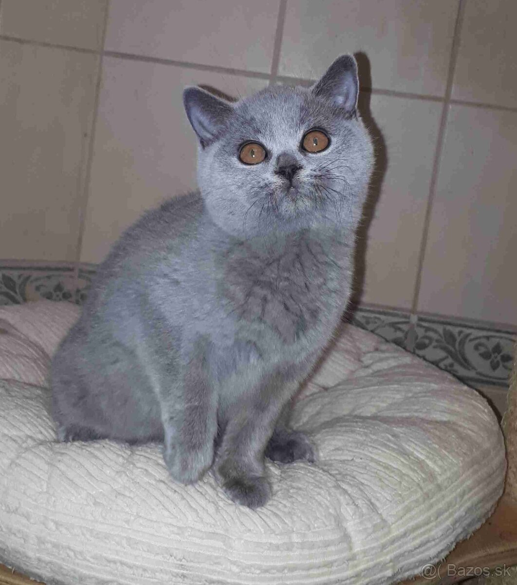 Britské mačiatka s PP - 3