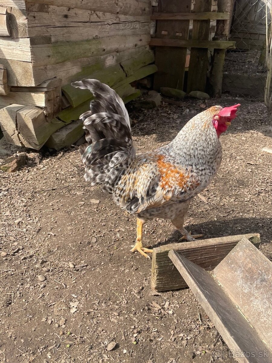 Mladý kohút na predaj Green Shell - 3