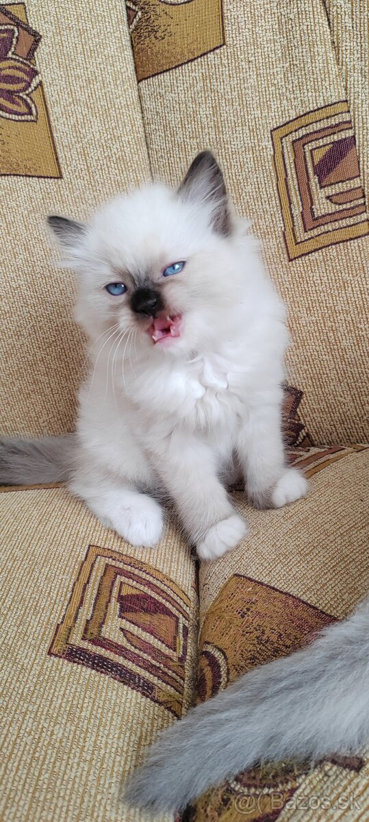 Predám Ragdoll - 3