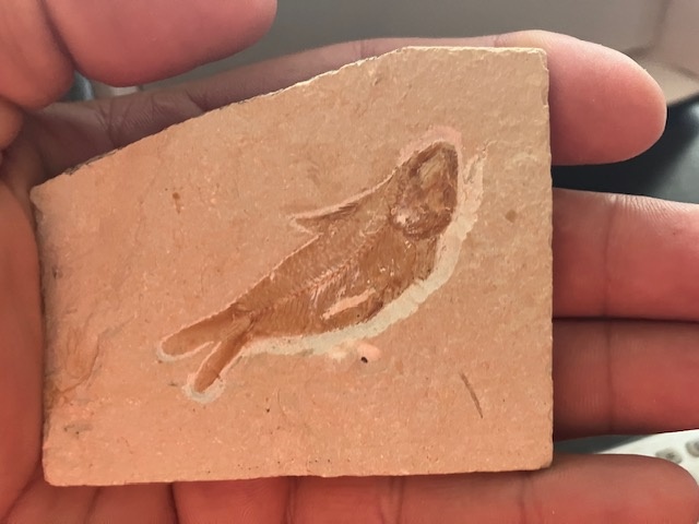 Fosília, skamenelina, rybka - inzerát č.1 Libanon REZERVE - 3