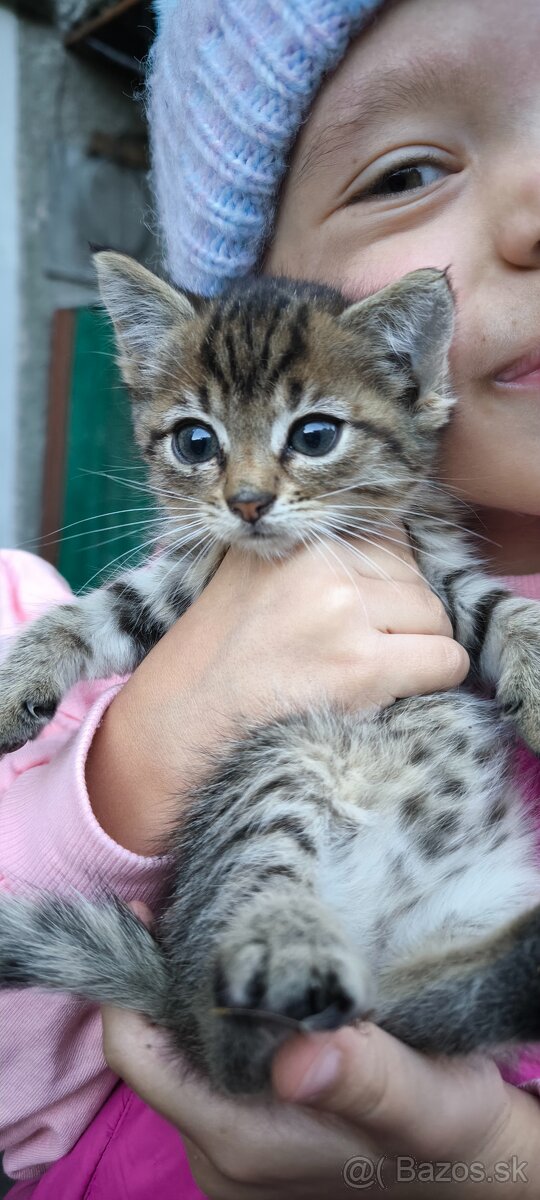 🐱 Darujem dve krásne tigríkové mačiatka 🐱 - 3