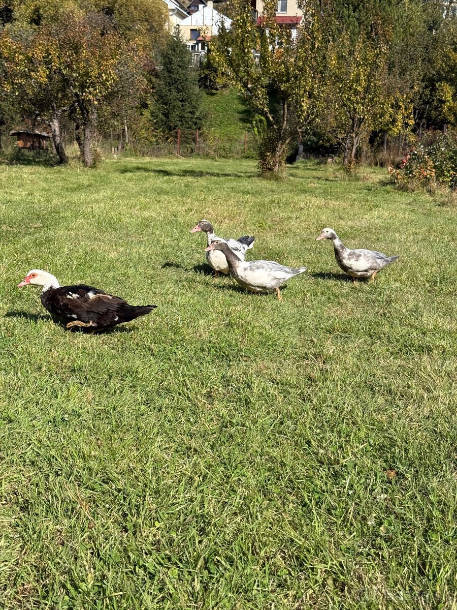 Kačka pižmová - 3