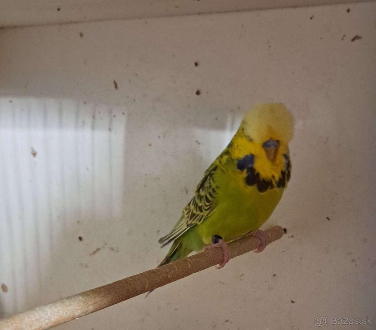 Výstavné andulky - 3