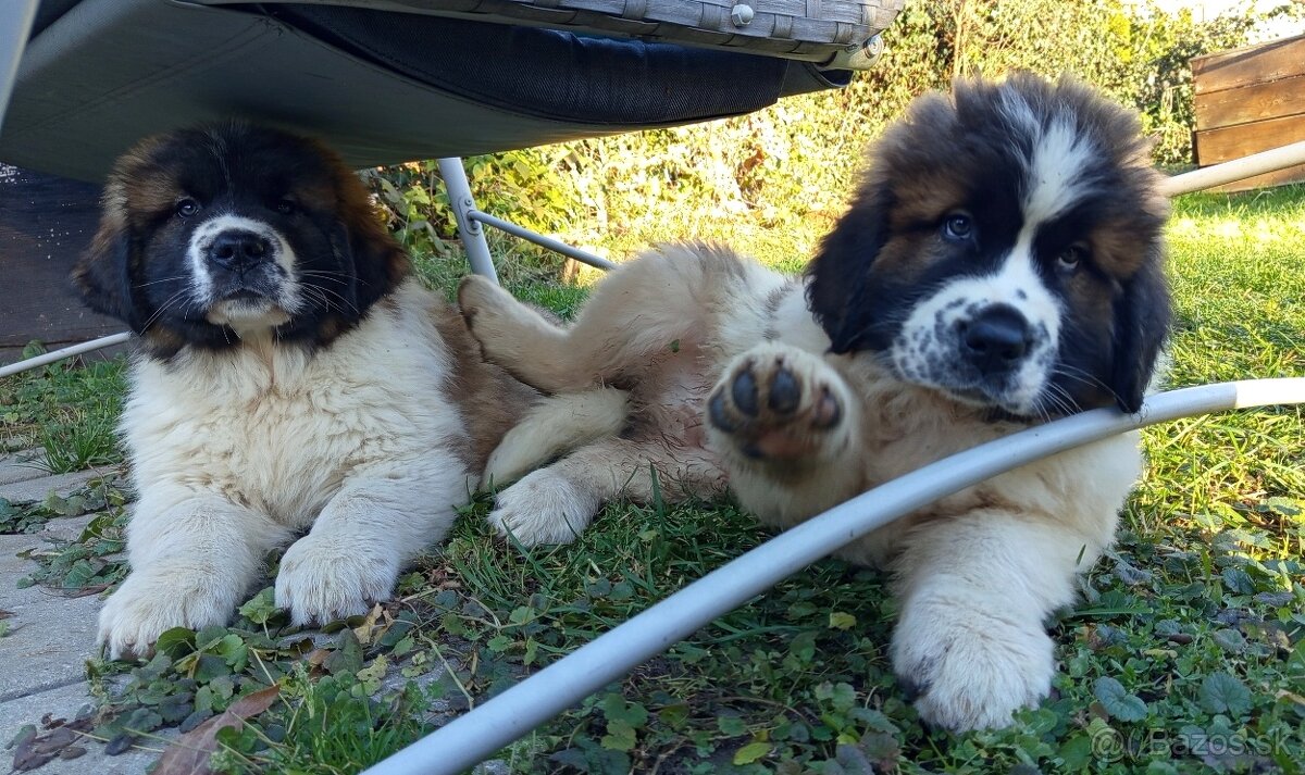 Moskovský strážny pes – 2 voľní psi (vrh B) - 3