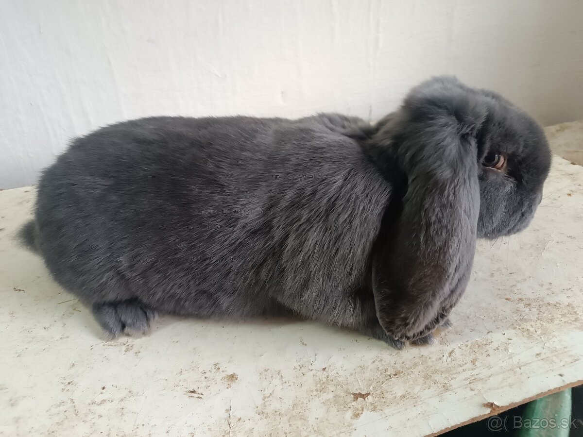 Francúzsky baran - 3