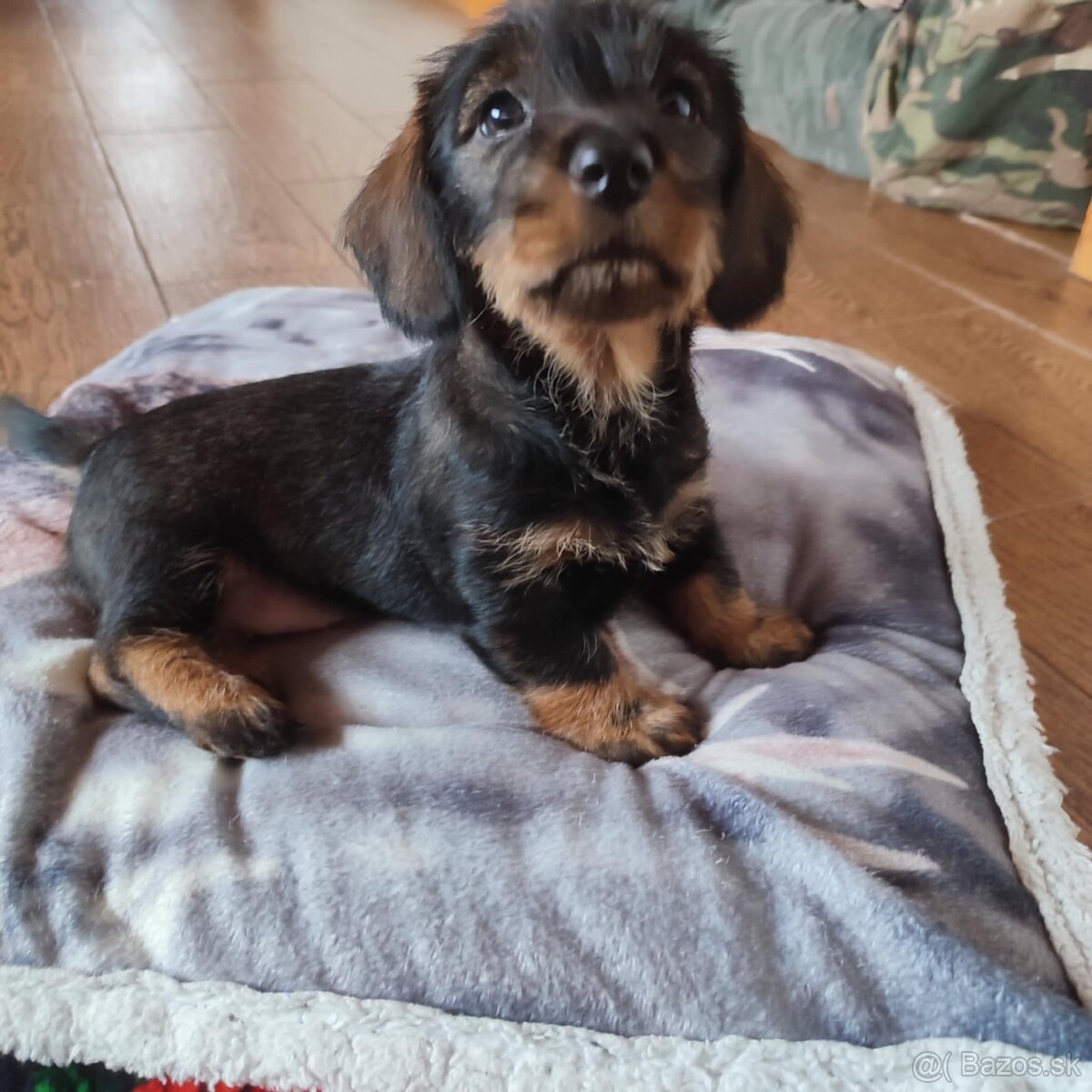 Jazvečík hrubosrstý - 3