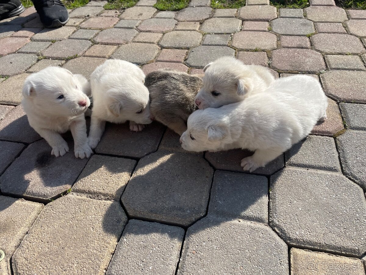 Máme na predaj šteniatka - 3