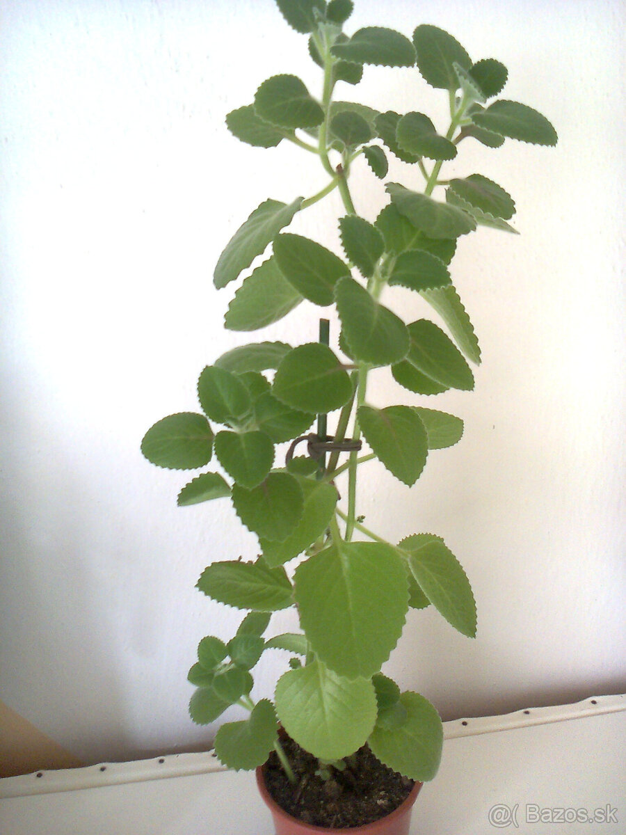 Orchidea - 3