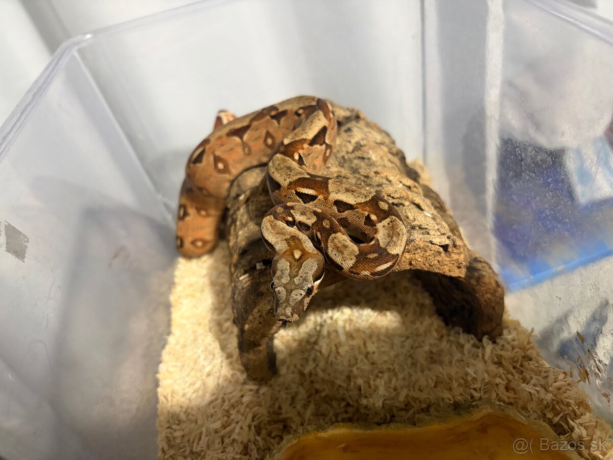 Boa constrictor imperator - samci - 3