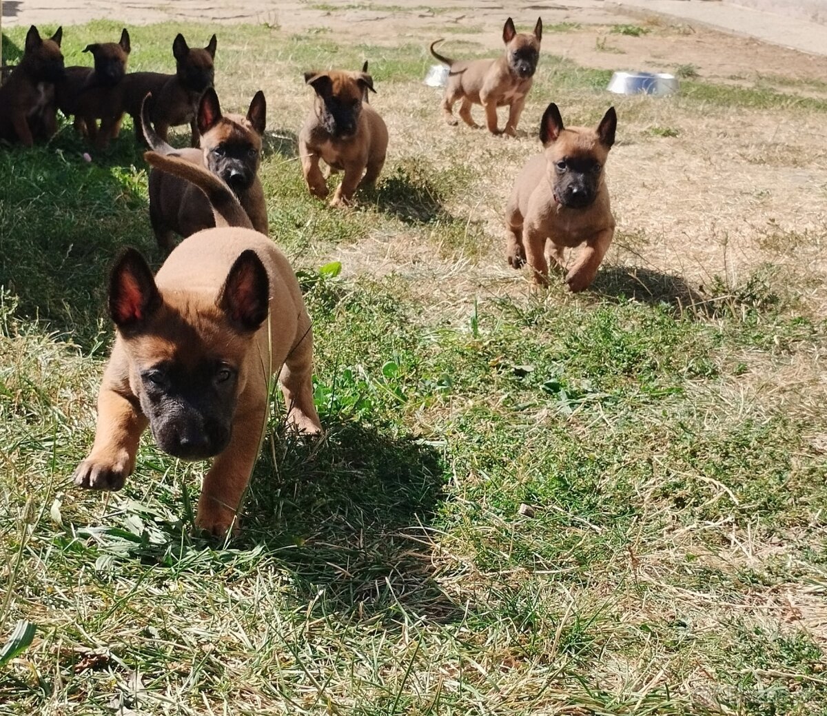 Belgický ovčiak malinois - 3